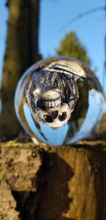 Close-up of turtle on table