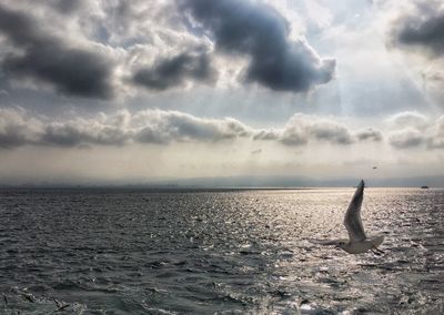 Fish swimming in sea against sky