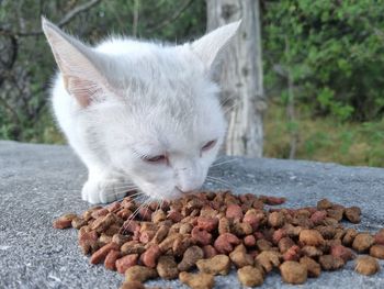 Close-up of cat eating food