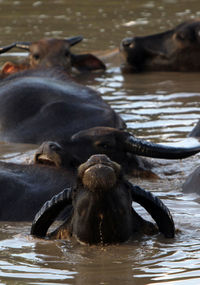 High angle view of water buffaloes in lake