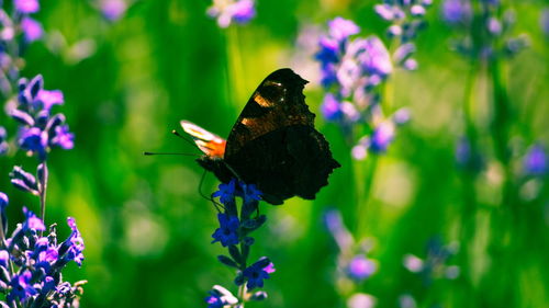 Close-up of butterfly pollinating on purple flower
