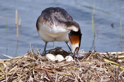 Close-up of bird on lakeshore