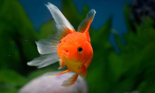 Close-up of koi fish in water