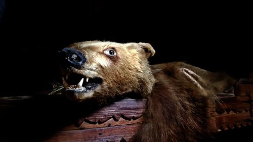 Close-up of bear on wood at night