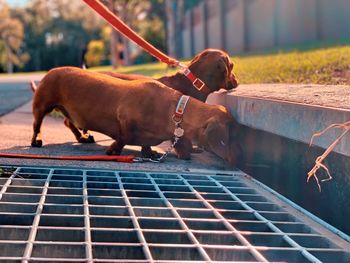 Dog lying down