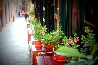 Close-up of potted plants