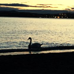 Silhouette bird on beach against sky during sunset