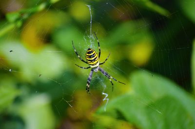 Close-up of spider web