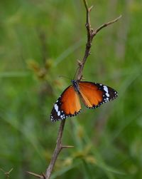 Close-up of butterfly pollinating flower