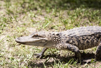 Close-up side view of a reptile