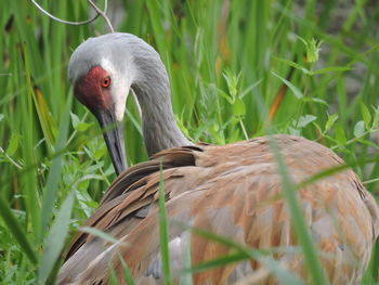 Detail shot of a bird