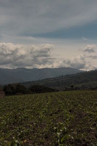 Scenic view of agricultural field against dramatic sky