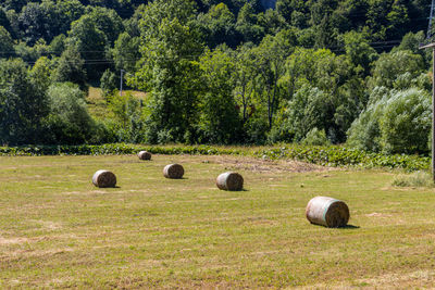 Hay bales on field