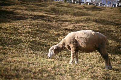 Side view of a sheep on field