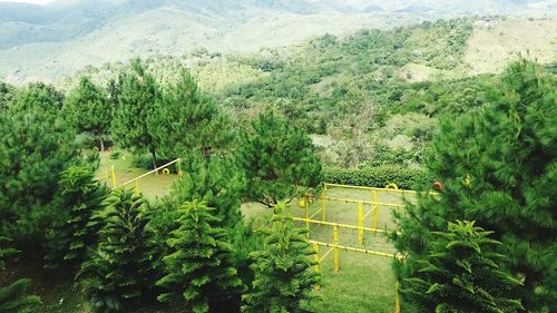 High angle view of plants growing on land