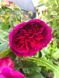 Close-up of flower blooming outdoors