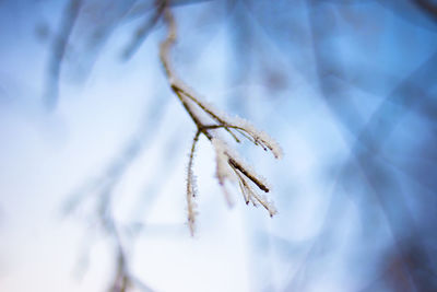 A branch with snowflakes on a defocused blue background. snowflakes in a round plan.