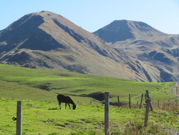 View of a horse on field