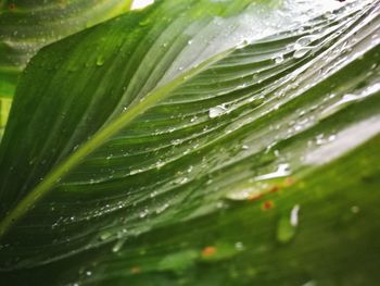 Full frame shot of raindrops on leaf