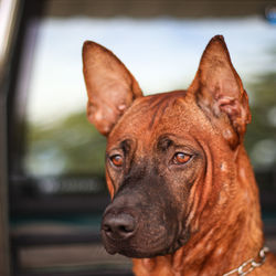 Close-up portrait of a dog