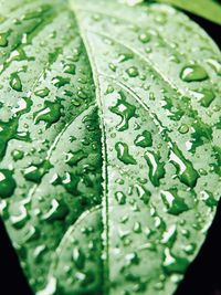 Close-up of wet leaves on rainy day
