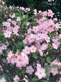 Pink flowers blooming in spring