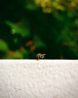 Close-up of bee flying