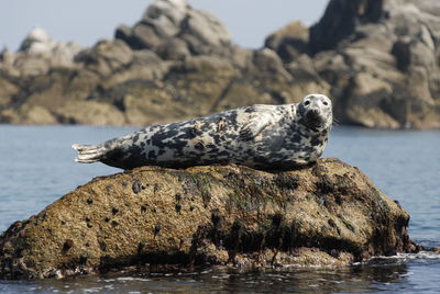 Turtle on rock by sea