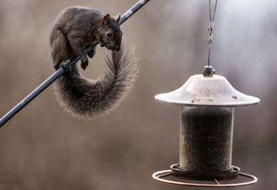 Up above the feeder