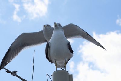 Low angle view of seagull perching against sky