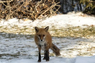 Backyard fox