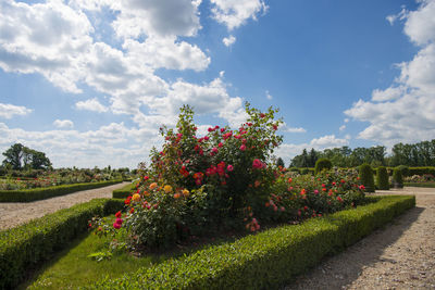 View of flowering plants in garden against cloudy sky