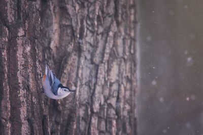 Close-up of bird on tree trunk