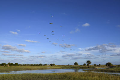 Flock of birds flying over river against sky