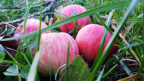 Close-up of pink flowering plants on field