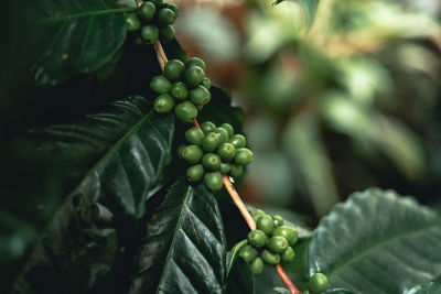 Close-up of coffee beans growing on plant