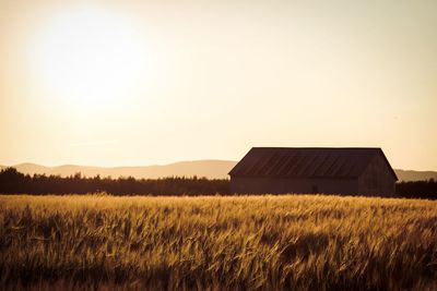 Agricultural field against clear sky at sunset