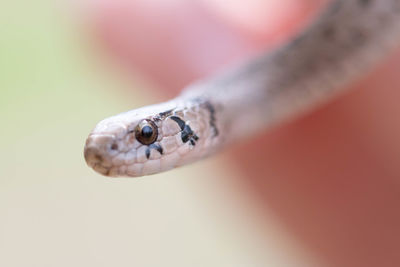 Close-up of lizard