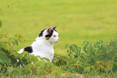 Cat looking away on field