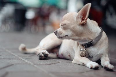 Close-up of dog outdoors