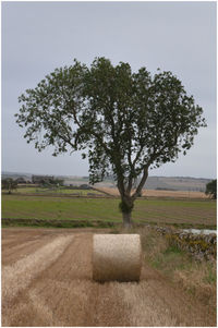 Tree on field against sky