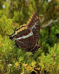 Close-up of butterfly pollinating flower