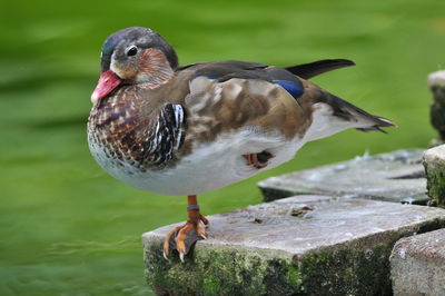 Close-up of duck perching on a lake