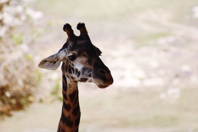 Close-up of giraffe