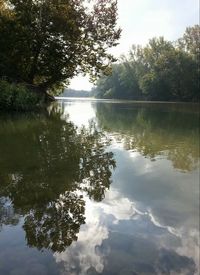 Reflection of trees in water