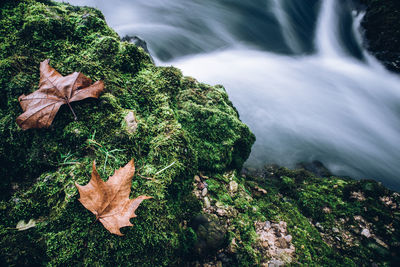 Fall leaf on moss and waterflow