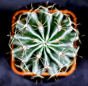 High angle view of cactus plant