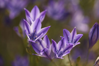 Close-up of purple flowers blooming outdoors