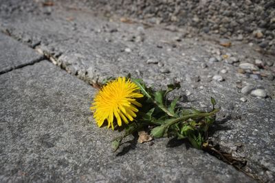 High angle view of yellow flowering plant on road