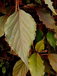 High angle view of leaves